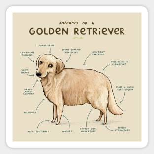 Anatomy of a Golden Retriever Magnet